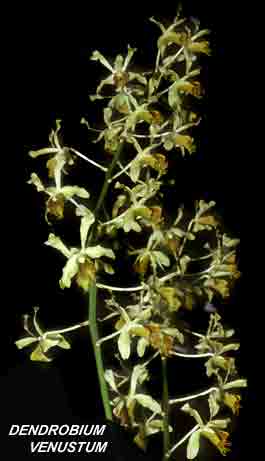 <b>Dendrobium venustum </b> 