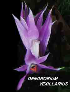 <b>Dendrobium vexillarius </b> 