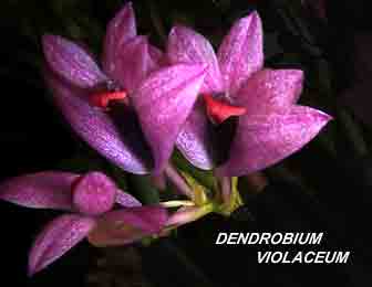 <b>Dendrobium violaceum </b> 