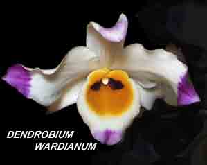 <b>Dendrobium wardianum </b> 