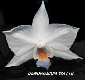 <b>Dendrobium wattii </b> 