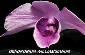 <b>Dendrobium williamsianum </b> 