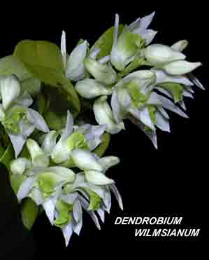 <b>Dendrobium wilmsianum </b> 