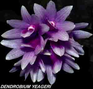 <b>Dendrobium yeageri </b> 