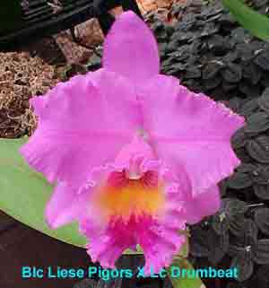 Blc. Liese Pigors X  Lc. Drumbeat