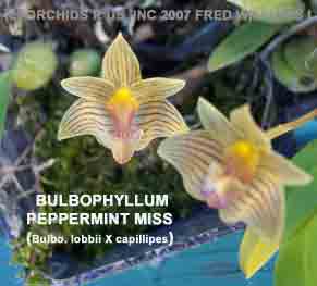 Photo of Bulbophyllum Peppermint Miss  (Bulb lobbii X capillipes)