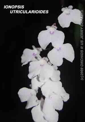 Ionopsis utricularioides orchid