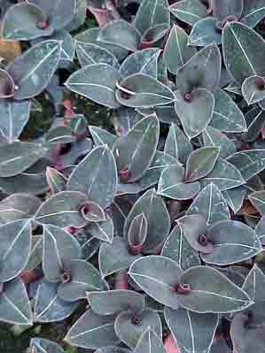 <b>Ludisia discolor var. niger</b>