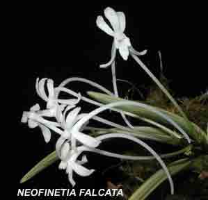 Neofinetia falcata