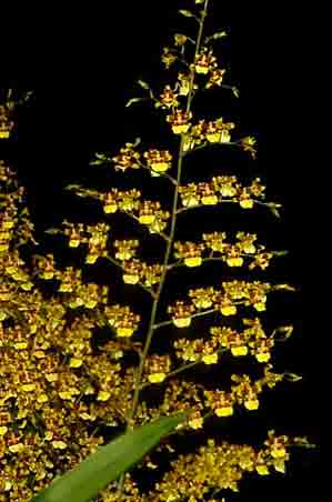 Oncidium sphacelatum