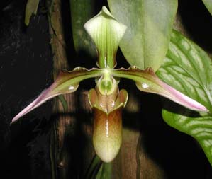 Paphiopedilum appletonianum