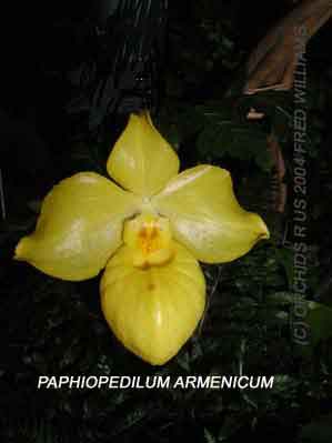 Paphiopedilum armenicum