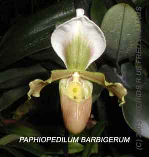 Paphiopedilum barbigerum