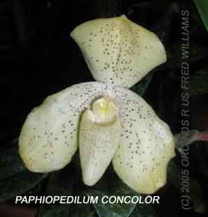 Paphiopedilum concolor