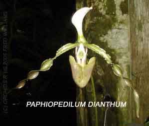 Paphiopedilum dianthum