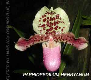 Paphiopedilum henryanum