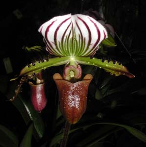 Paphiopedilum lawrenceanum