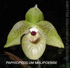 Paphiopedilum malipoense