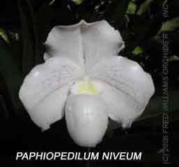Paphiopedilum niveum