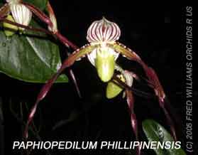 Paphiopedilum phillipinensis