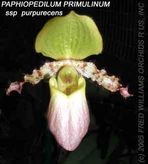 Paphiopedilum primulinum var. purpurecens