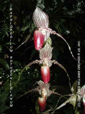 Paphiopedilum rothschildianum