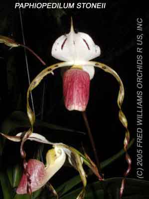 Paphiopedilum stonei