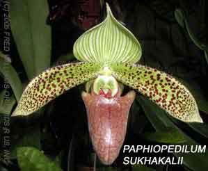 Paphiopedilum sukhakalii