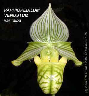 Paphiopedilum venustum var. alba