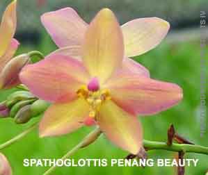 Spathoglottis Penang Beauty