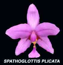 Spathoglottis plicata