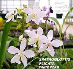 Spathoglottis plicata White Clone