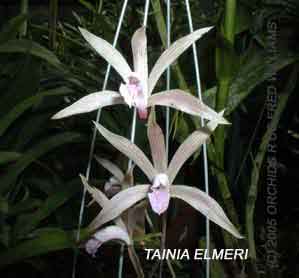 Tainia elmeri