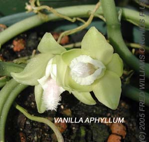 Vanilla aphyllum