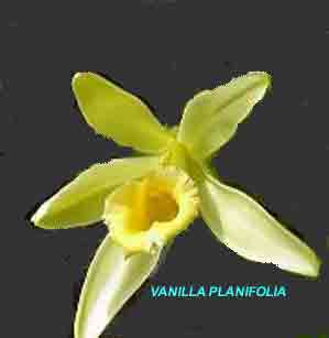 Vanilla planifolia