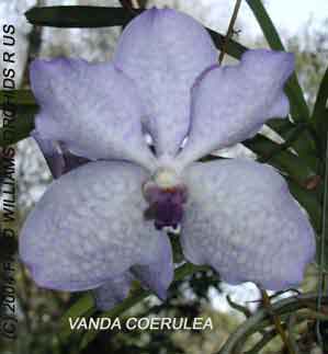 Vanda coerulea