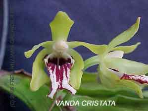 Vanda cristata