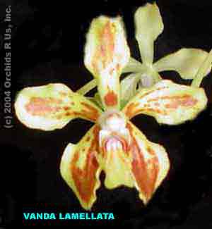 Vanda lamellata