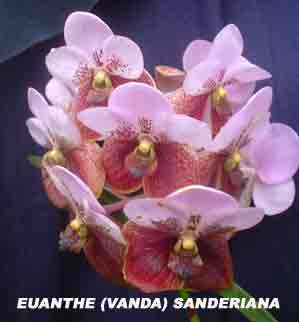 Vanda sanderiana