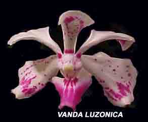 Vanda luzonica