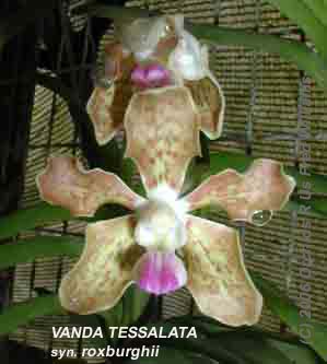 Vanda roxburghii