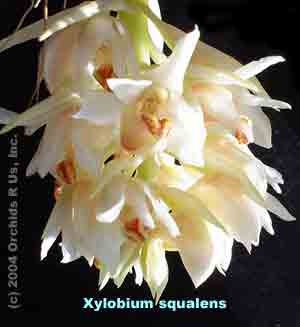 Xylobium squalens