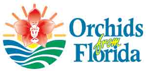 Orchids Fresh From Florida