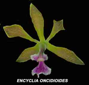 Encyclia oncidioides