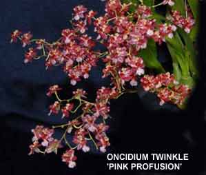 Oncidium Twinkle