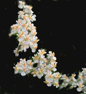 Oncidium Twinkle