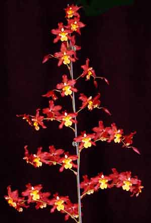 Oncidium Red Stars