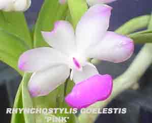 pink Rhynchostylis