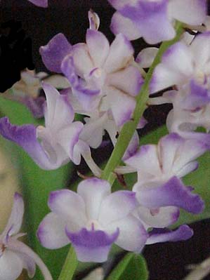 Blue Rhynchostylis