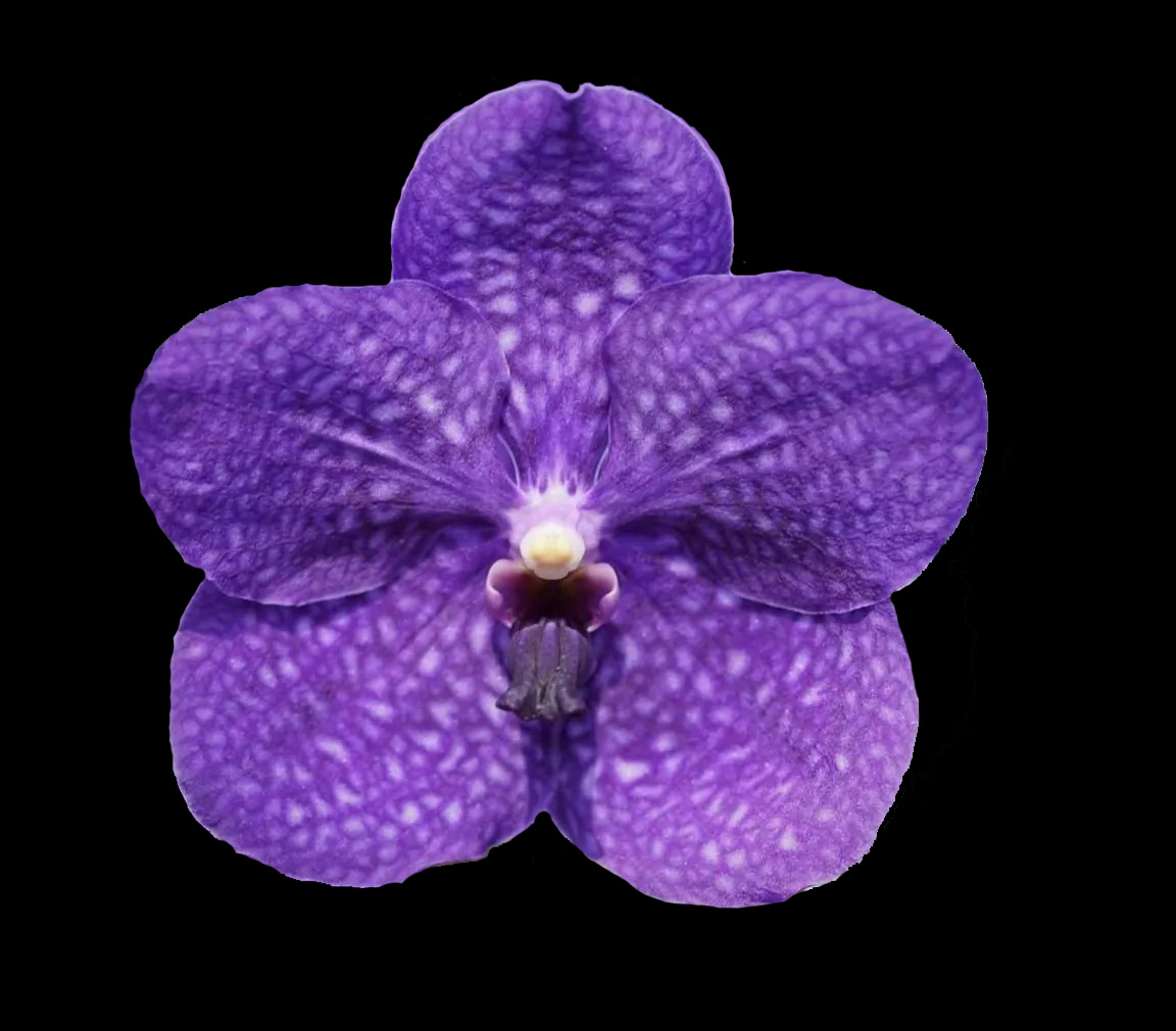 Vanda Mindy Leigh Sellers